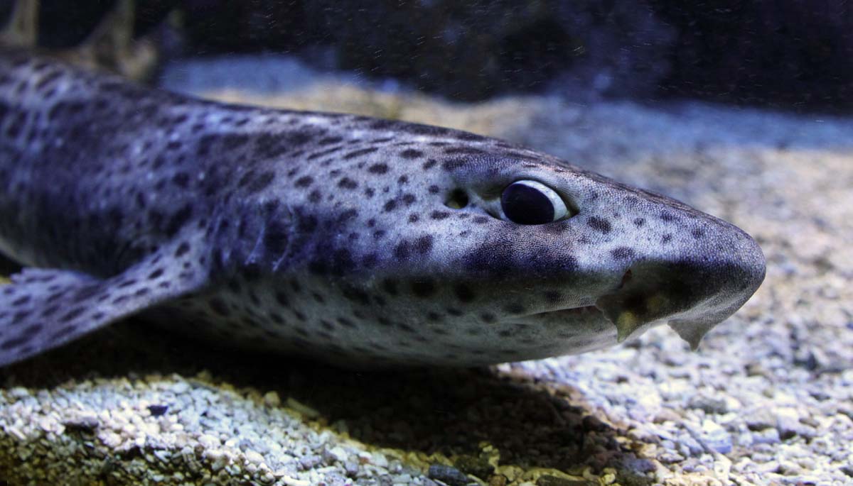 Yacht charter, snorkeling and scuba-diving the French Riviera